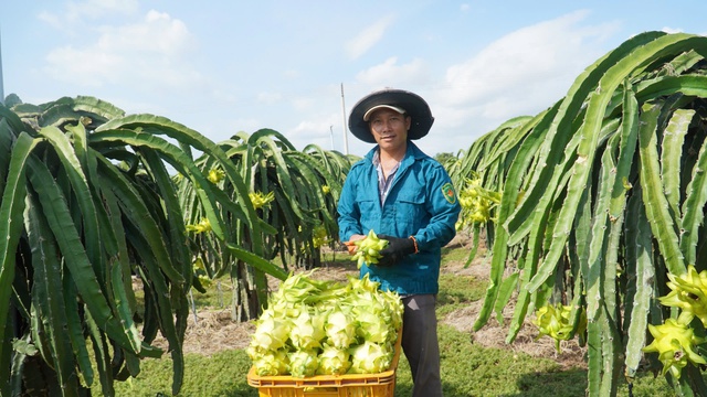 Thanh long L&acirc;m Đồng trước &ldquo;cuộc s&aacute;t hạch&rdquo; khốc liệt của thị trường to&agrave;n cầu- Ảnh 1.