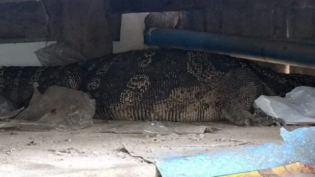 Đang ngồi trong nhà, cụ bà hoảng hốt thấy “thứ đáng sợ” bò vào, cả xóm ùn ùn kéo đến xem- Ảnh 1. Đang ngồi trong nhà, cụ bà hoảng hốt thấy “thứ đáng sợ” bò vào, cả xóm ùn ùn kéo đến xem- Ảnh 1.