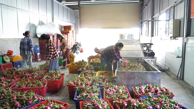Thanh long L&acirc;m Đồng trước &ldquo;cuộc s&aacute;t hạch&rdquo; khốc liệt của thị trường to&agrave;n cầu- Ảnh 7.