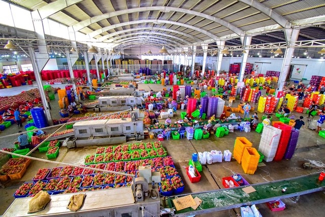 Thanh long L&acirc;m Đồng trước &ldquo;cuộc s&aacute;t hạch&rdquo; khốc liệt của thị trường to&agrave;n cầu- Ảnh 6.