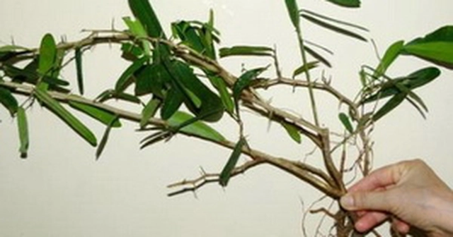 Ngỡ l&agrave; c&acirc;y dại ven đường, ai ngờ phần rễ b&aacute;n tới 10 triệu/kg, vẫn c&oacute; người mua - Ảnh 1.