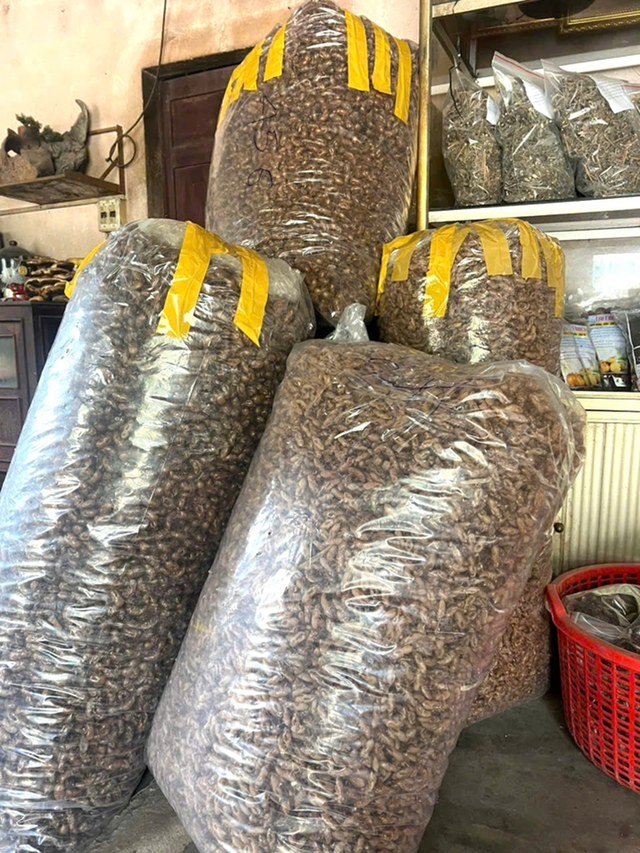 Thứ tưởng v&ocirc; dụng trong rừng bất ngờ được săn l&ugrave;ng với gi&aacute; gần 2 triệu đồng/kg, d&acirc;n thi nhau đi nhặt - Ảnh 2.