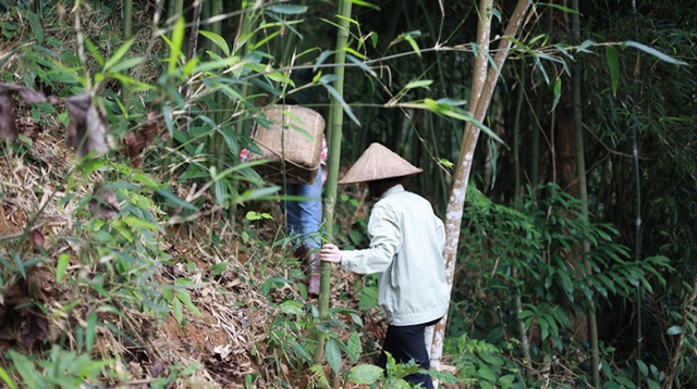 Từ 25/6 làm điều này trong rừng, bạn có thể bị phạt 25 triệu đồng - Ảnh 1.
