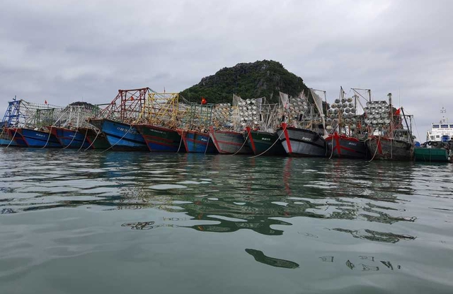 Ngư trường Quảng Ninh quá tải vì tàu cá nhỏ- Ảnh 2. Ngư trường Quảng Ninh quá tải vì tàu cá nhỏ- Ảnh 2.