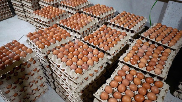 Hé lộ mô hình chăn nuôi gà đẻ trứng cho doanh thu hàng tỷ đồng mỗi năm - Ảnh 3.