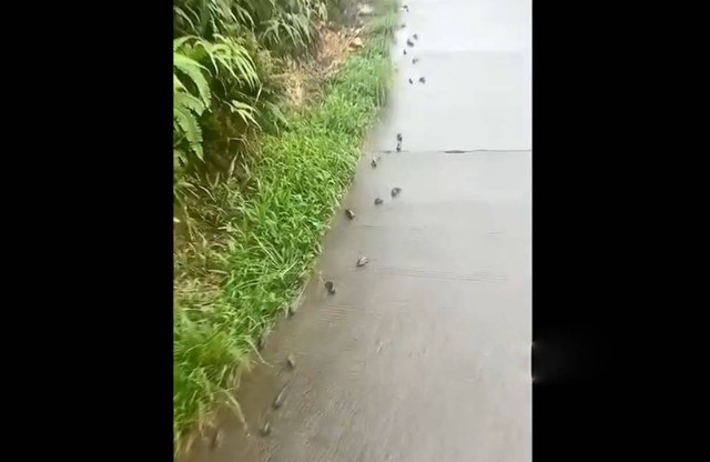 C&aacute; r&ocirc; đồng "đi bộ" tr&ecirc;n đường b&ecirc; t&ocirc;ng khiến người d&acirc;n bất ngờ - Ảnh 1.