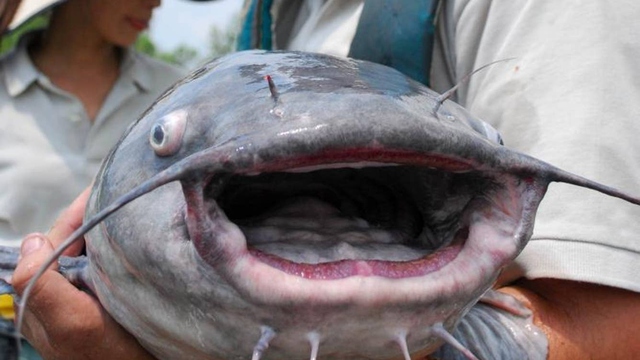 Người đàn ông câu được con cá trê nặng 34,6 kg trên sông - Ảnh 2.