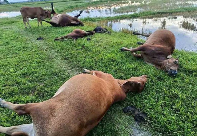Chuyên gia khí tượng cảnh báo hiện tượng sét đánh liên tục ở Hà Tĩnh- Ảnh 2. Chuyên gia khí tượng cảnh báo hiện tượng sét đánh liên tục ở Hà Tĩnh- Ảnh 2.