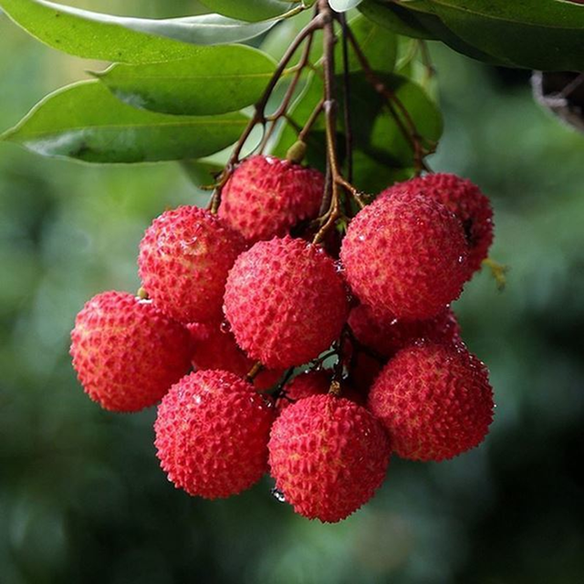 Loại quả Việt vỏ "x&ugrave; x&igrave;", b&ecirc;n trong mọng ngọt được v&iacute; bổ dưỡng chẳng k&eacute;m nh&acirc;n s&acirc;m, tổ yến- Ảnh 3.