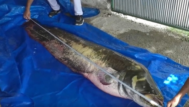 Người đàn ông câu được con cá trê khổng lồ nặng 110 kg, dài 2,5 mét - Ảnh 1.