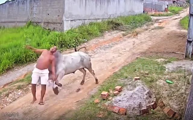 B&ograve; đực nổi đi&ecirc;n, h&uacute;c người đ&agrave;n &ocirc;ng văng l&ecirc;n kh&ocirc;ng trung - Ảnh 1.