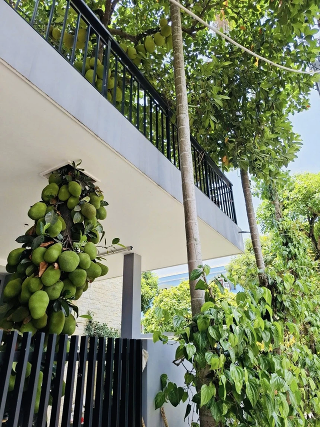 Đ&agrave; Nẵng xuất hiện c&acirc;y m&iacute;t &ldquo;phủ k&iacute;n quả&rdquo;, d&acirc;n mạng k&eacute;o nhau t&igrave;m xem thực hư - Ảnh 1.