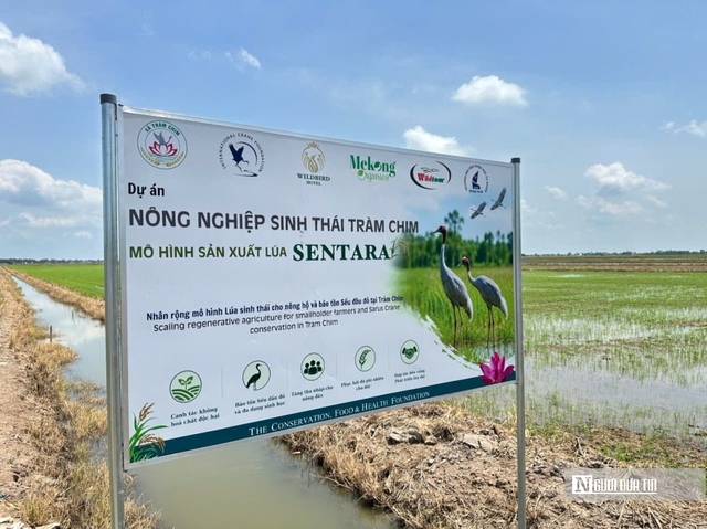 Đánh thức sinh cảnh, gọi đàn sếu trở về- Ảnh 8. Đánh thức sinh cảnh, gọi đàn sếu trở về- Ảnh 8.