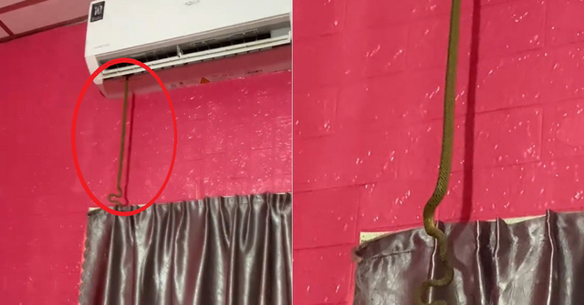 Đang chợp mắt giữa trưa, người đàn phát hiện cảnh tượng "đáng sợ" ngay trong nhà - Ảnh 1.
