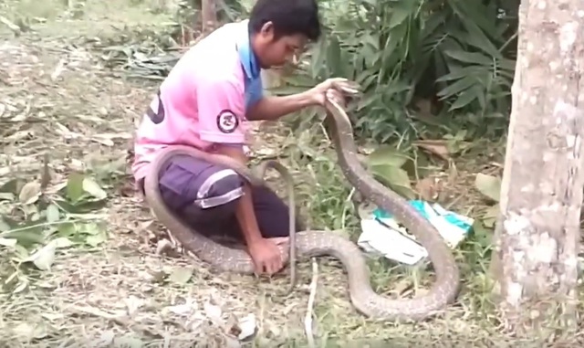 Bắt sống rắn hổ mang chúa dài 3,3 mét ẩn nấp trong bụi tre - Ảnh 4.
