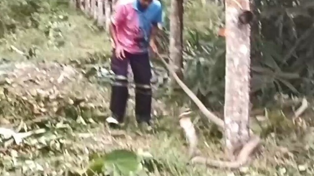 Bắt sống rắn hổ mang chúa dài 3,3 mét ẩn nấp trong bụi tre - Ảnh 1.