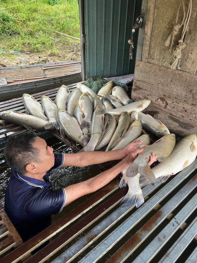 H&agrave;ng tấn c&aacute; nu&ocirc;i lồng b&egrave; tr&ecirc;n s&ocirc;ng Lam chết trắng- Ảnh 1.