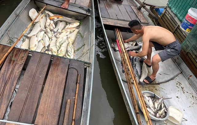 H&agrave;ng tấn c&aacute; nu&ocirc;i lồng b&egrave; tr&ecirc;n s&ocirc;ng Lam chết trắng- Ảnh 3.