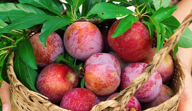 Loại quả c&oacute; v&agrave;o m&ugrave;a h&egrave; v&agrave; được nhiều người y&ecirc;u th&iacute;ch, nhưng 5 nh&oacute;m người n&ecirc;n hạn chế ăn - Ảnh 3.