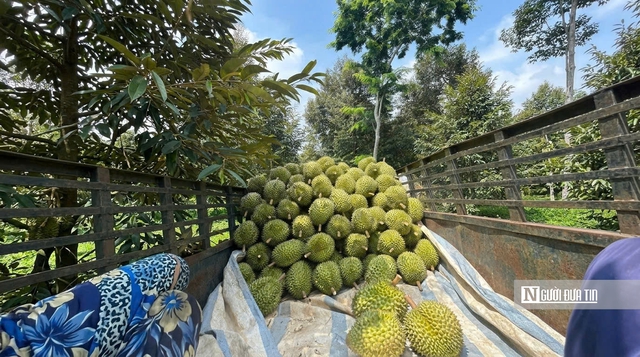 Sầu ri&ecirc;ng biến động kh&oacute; lường, nh&agrave; vườn &ldquo;đứng ngồi kh&ocirc;ng y&ecirc;n&rdquo;- Ảnh 2.
