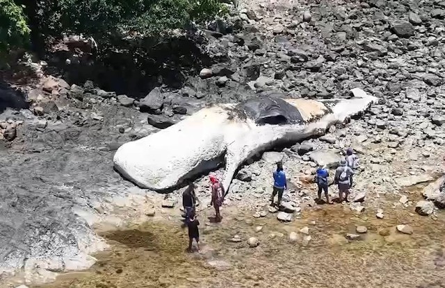 Ngư d&acirc;n ph&aacute;t hiện x&aacute;c c&aacute; voi nh&agrave; t&aacute;ng d&agrave;i 15 m&eacute;t tr&ocirc;i dạt v&agrave;o bờ biển - Ảnh 1.
