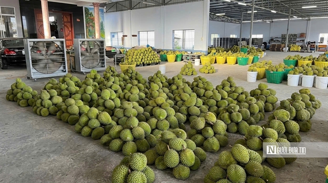 Sầu ri&ecirc;ng tại vườn rớt gi&aacute;, v&igrave; sao người ti&ecirc;u d&ugrave;ng vẫn mua đắt? - Ảnh 3.