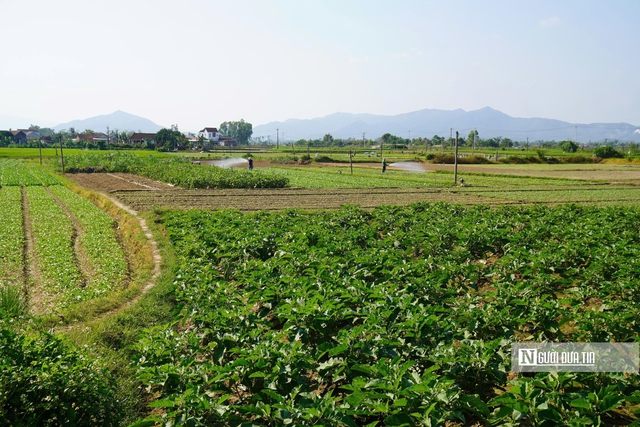 Về Thuận Nghĩa để nghe chuyện trồng rau trở th&agrave;nh chuyện du lịch- Ảnh 8.