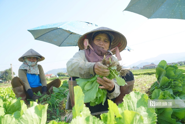 Về Thuận Nghĩa để nghe chuyện trồng rau trở th&agrave;nh chuyện du lịch- Ảnh 9.