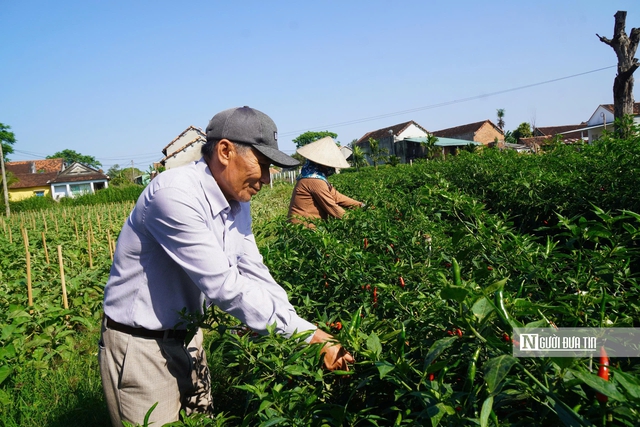Về Thuận Nghĩa để nghe chuyện trồng rau trở th&agrave;nh chuyện du lịch- Ảnh 11.