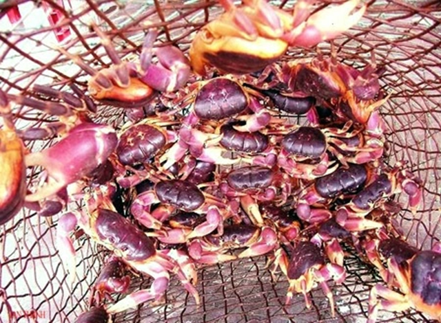 Ban đêm mới dám bắt, ban ngày biến mất, đặc sản "lạ" giá 2 triệu đồng/kg vẫn có người mua - Ảnh 1.