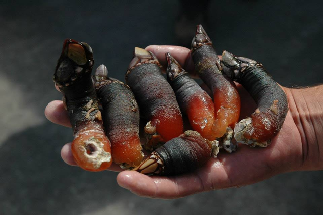 Đặc sản "ng&oacute;n tay quỷ", nh&igrave;n th&ocirc;i đ&atilde; rợn người nhưng lại l&agrave; m&oacute;n đắt hơn v&agrave;ng? - Ảnh 3.