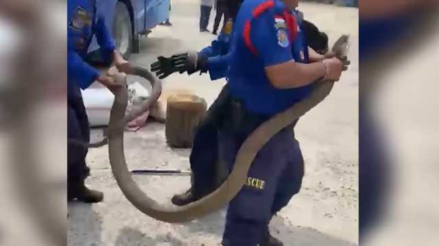 Bắt sống rắn hổ mang chúa khổng lồ dài 3 mét ẩn nấp trong xe khách - Ảnh 1.
