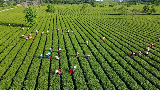 “Đánh thức” tiềm năng phát triển kinh tế ở xã Sơn Kim 2 - Ảnh 1.