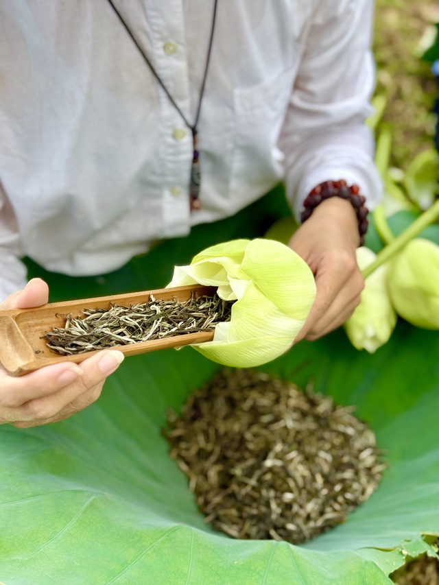 Ngắm bông sen “sinh đôi” hiếm thấy ở Huế, hé lộ nghề kiếm tiền triệu từ sen- Ảnh 4. Ngắm bông sen “sinh đôi” hiếm thấy ở Huế, hé lộ nghề kiếm tiền triệu từ sen- Ảnh 4.