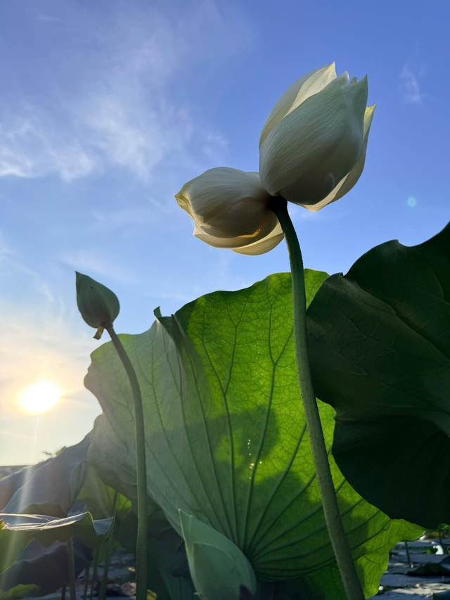 Ngắm bông sen “sinh đôi” hiếm thấy ở Huế, hé lộ nghề kiếm tiền triệu từ sen- Ảnh 2. Ngắm bông sen “sinh đôi” hiếm thấy ở Huế, hé lộ nghề kiếm tiền triệu từ sen- Ảnh 2.