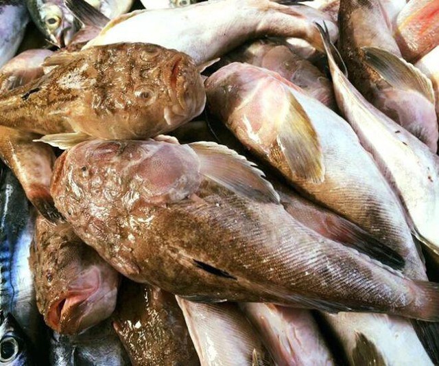 Lo&agrave;i c&aacute; c&oacute; vẻ ngo&agrave;i "gớm ghiếc" nhưng xưa lại l&agrave; đặc sản tiến vua - Ảnh 2.