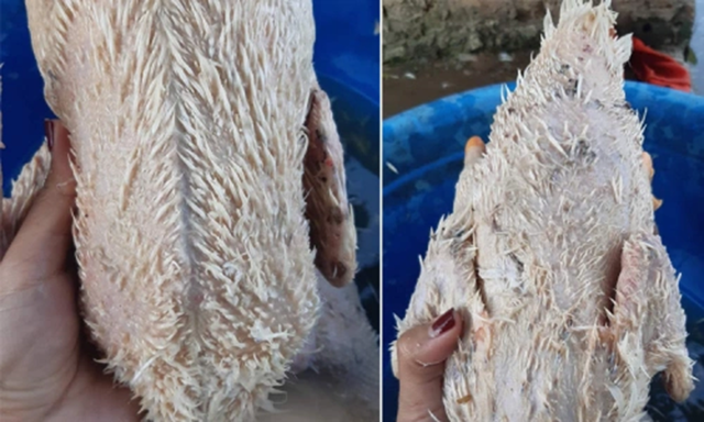Mẹo nhổ lông vịt sạch bong không còn lông măng, biết sớm đỡ mất cả giờ đồng hồ - Ảnh 1.