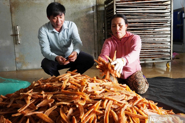Loại đặc sản giúp cả thôn “đổi đời”, cho nguồn thu hàng chục tỷ mỗi năm- Ảnh 6. Loại đặc sản giúp cả thôn “đổi đời”, cho nguồn thu hàng chục tỷ mỗi năm- Ảnh 6.