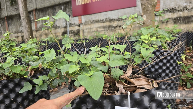 Sâm tiến vua: Trồng dễ, giá cao nhưng vì sao dân chưa mặn mà?- Ảnh 2. Sâm tiến vua: Trồng dễ, giá cao nhưng vì sao dân chưa mặn mà?- Ảnh 2.