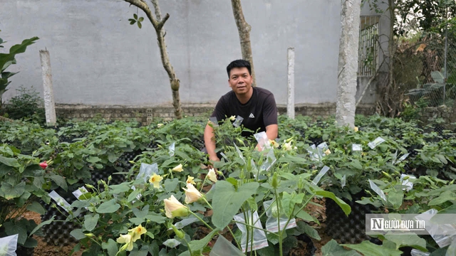 Sâm tiến vua: Trồng dễ, giá cao nhưng vì sao dân chưa mặn mà?- Ảnh 3. Sâm tiến vua: Trồng dễ, giá cao nhưng vì sao dân chưa mặn mà?- Ảnh 3.