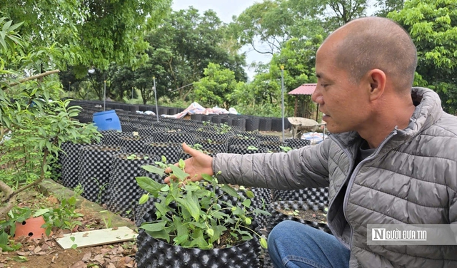 Sâm tiến vua: Trồng dễ, giá cao nhưng vì sao dân chưa mặn mà?- Ảnh 7. Sâm tiến vua: Trồng dễ, giá cao nhưng vì sao dân chưa mặn mà?- Ảnh 7.