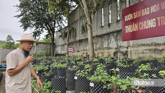 Sâm tiến vua: Trồng dễ, giá cao nhưng vì sao dân chưa mặn mà?- Ảnh 8. Sâm tiến vua: Trồng dễ, giá cao nhưng vì sao dân chưa mặn mà?- Ảnh 8.