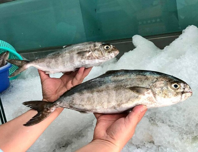Loài cá nghe tên "ngượng đỏ mặt" - Đặc sản độc đáo bổ dưỡng với giá đắt đỏ vẫn được "săn lùng" - Ảnh 2.