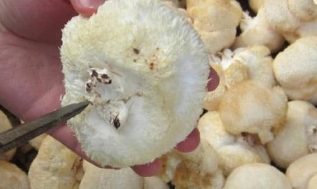 Thứ trông như "cục lông" trên cây nhưng lại là kho báu giá trị ngang linh chi đắt đỏ - Ảnh 4.