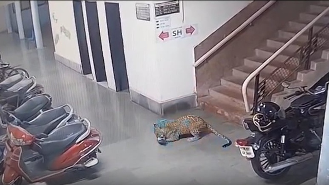 Báo hoa mai rình rập, ngoạm cổ bắt trộm chó trong đêm - Ảnh 1.