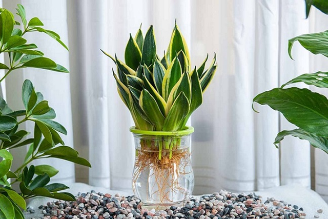 2 cây phong thủy dân công sở mê mẩn, nhỏ mà "hút" tài lộc mạnh - Ảnh 3.