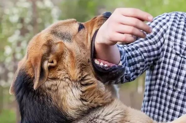 Người đ&agrave;n &ocirc;ng bị ch&oacute; hoang cắn khi cho g&agrave; ăn, diễn biến sau đ&oacute; khiến nhiều người r&ugrave;ng m&igrave;nh - Ảnh 1.