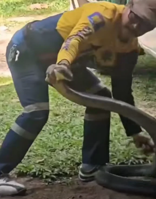 Bắt sống rắn hổ mang ch&uacute;a khổng lồ d&agrave;i 4 m&eacute;t ẩn nấp trong xe- Ảnh 1.