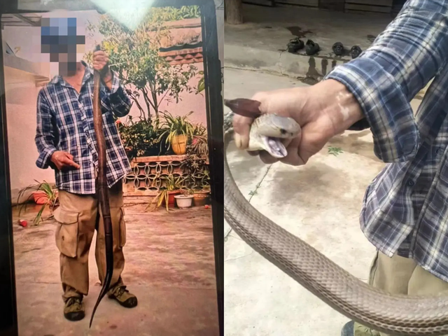 Bị rắn hổ mang cắn v&agrave;o tay vẫn chụp ảnh, người đ&agrave;n &ocirc;ng 58 tuổi c&oacute; trải nghiệm nhớ đời - Ảnh 1.