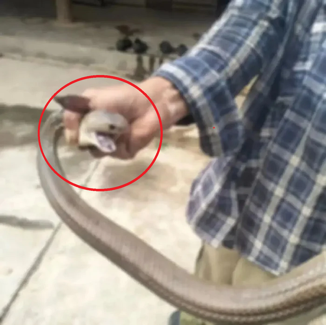 Bắt rắn bằng tay kh&ocirc;ng, người đ&agrave;n &ocirc;ng chụp ảnh v&agrave; c&aacute;i kết "g&acirc;y sốc"- Ảnh 1.